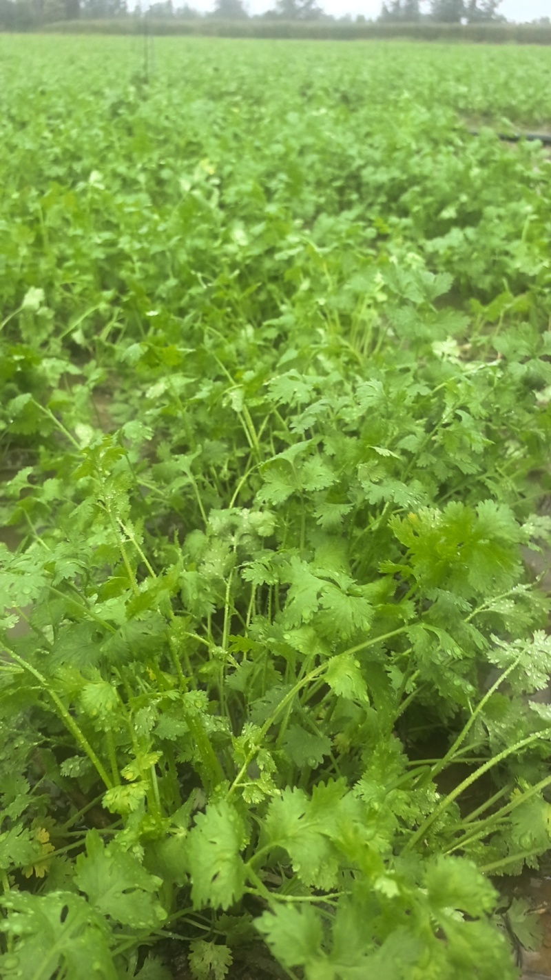 商丘香菜大量上市价格美丽诚信合作欢迎咨询下单