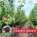 果园直发梨树苗早熟绿宝石梨翠冠梨苹果梨现挖现发包品种