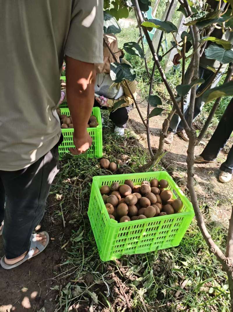 翠香猕猴桃精品猕猴桃周至猕猴桃产地直发