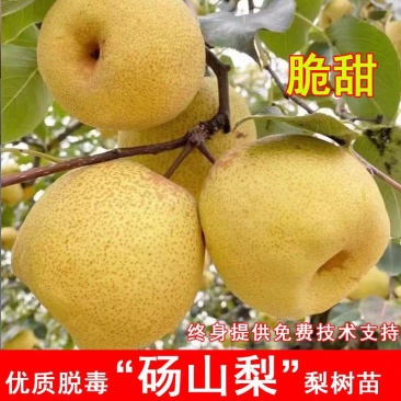 果园直发梨树苗早熟砀山酥梨树苗皇冠梨丑梨包对版成活率