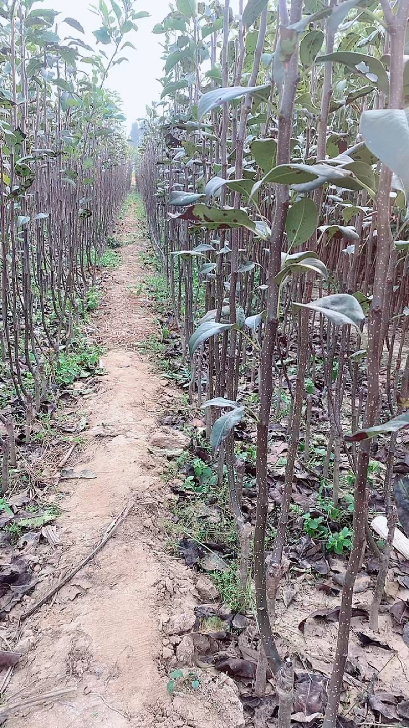 果园直发梨树苗早熟砀山酥梨树苗皇冠梨丑梨包对版成活率
