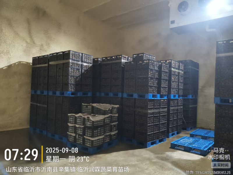 【周至猕猴桃】产地直发货源充足批发走货保证精品