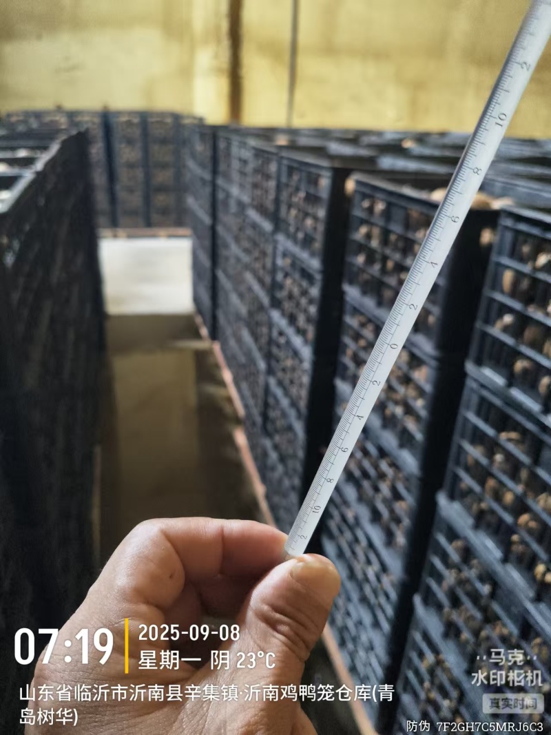 【周至猕猴桃】产地直发货源充足批发走货保证精品