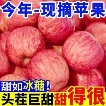 陕西洛川正宗红富士苹果，货源充足优质苹果！可批发可代发