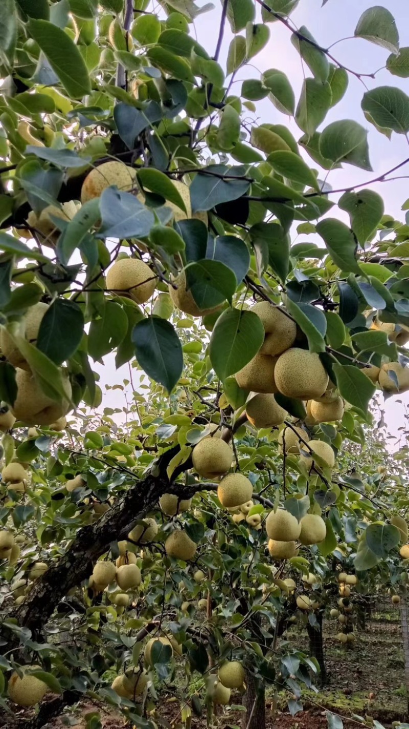 马村酥梨，沁河沙土孕育的酥脆甘甜。可发福利可大量收购