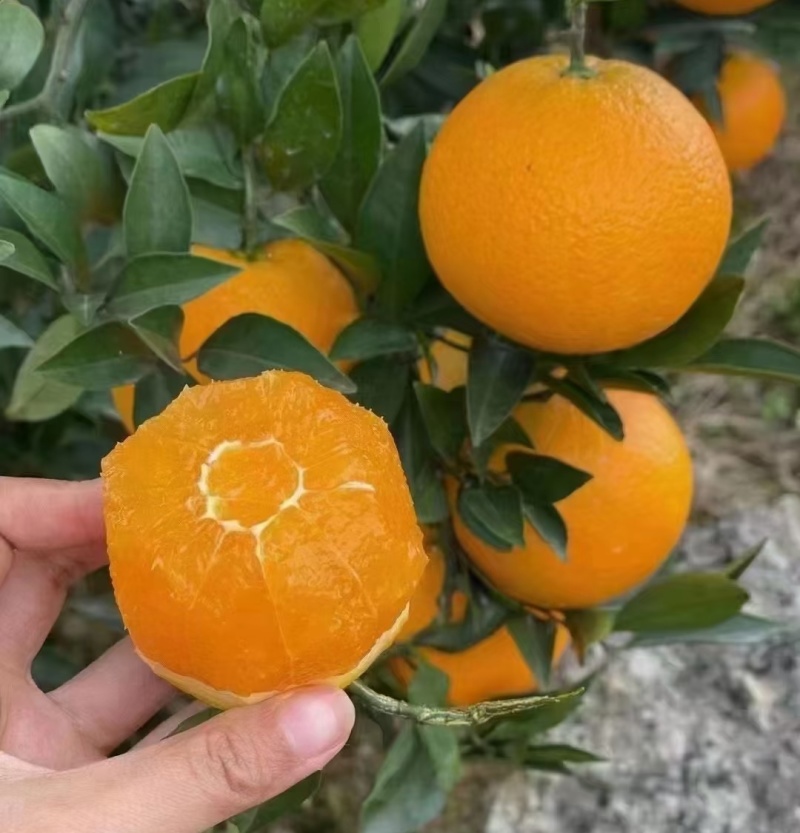《九月红果冻橙》秭归脐橙/湖北脐橙（产地现摘常年供应）