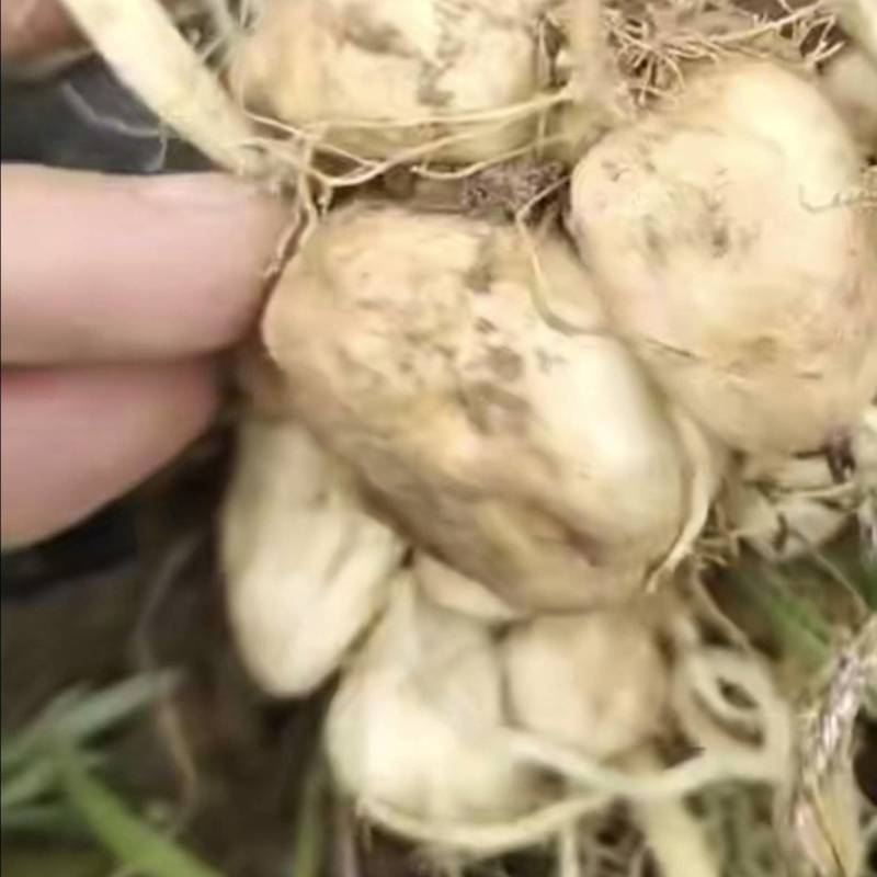 甘肃特产吐白沫