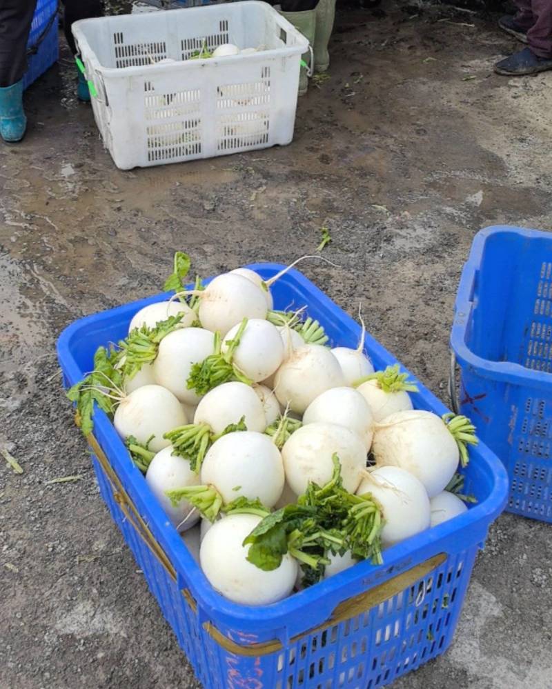 高山萝卜