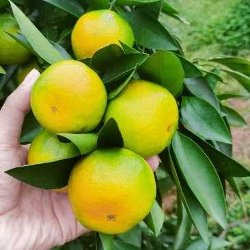 蜜桔湖北蜜桔大量上市皮薄汁多纯甜无渣现摘现发欢迎咨询