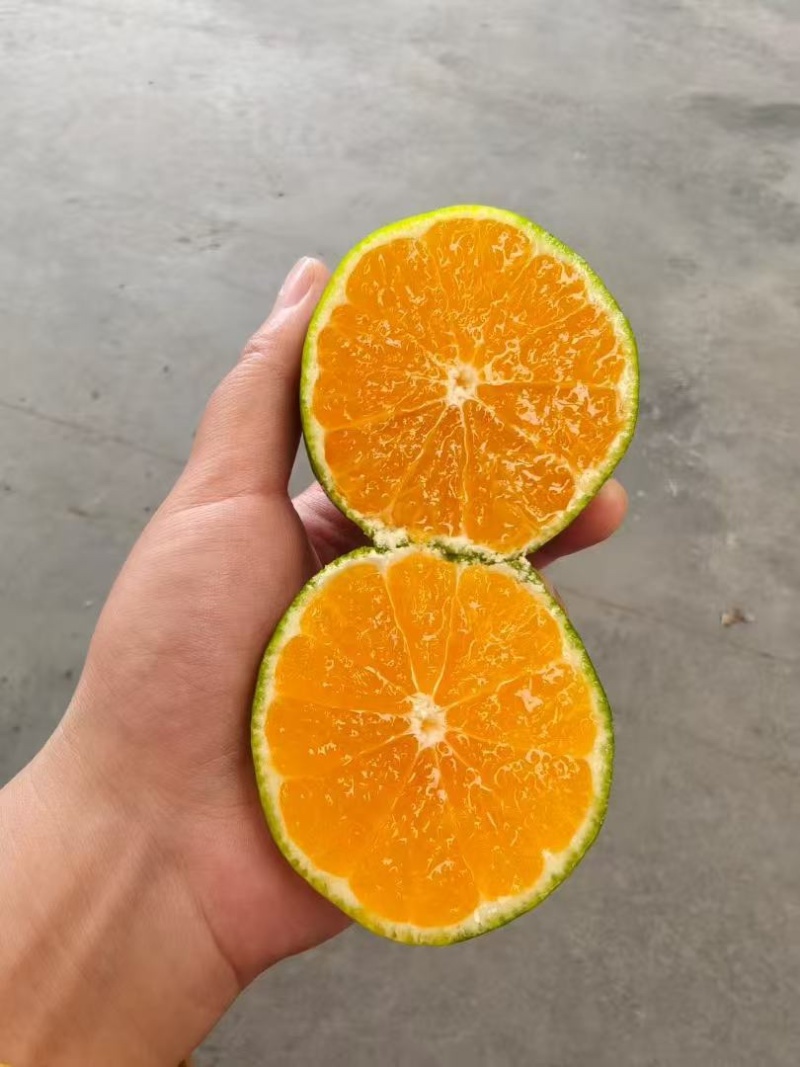 蜜桔湖北蜜桔大量上市皮薄汁多纯甜无渣现摘现发欢迎咨询