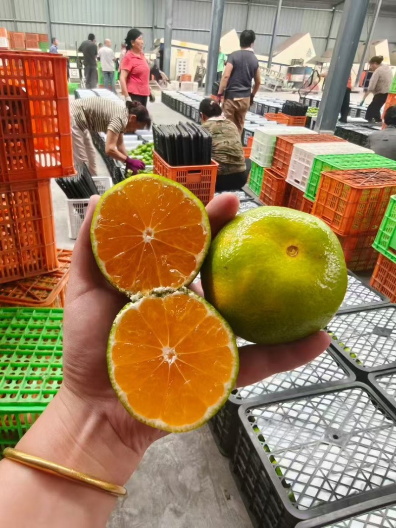 蜜桔湖北蜜桔大量上市皮薄汁多纯甜无渣现摘现发欢迎咨询
