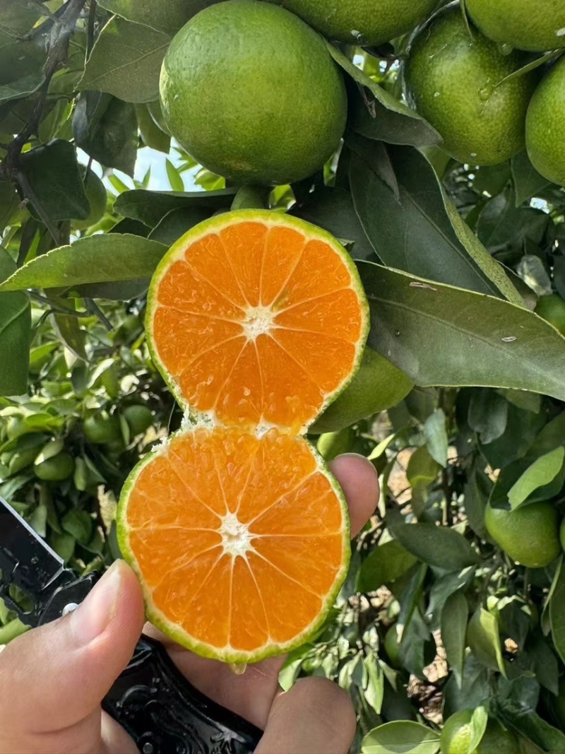 蜜桔湖北蜜桔大量上市皮薄汁多纯甜无渣现摘现发欢迎咨询