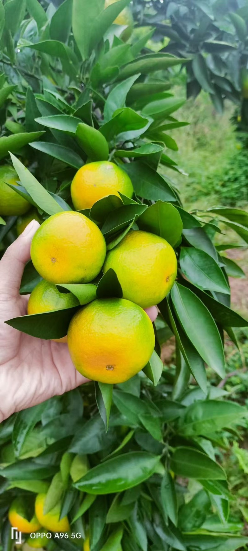 蜜桔湖北蜜桔大量上市皮薄汁多纯甜无渣现摘现发欢迎咨询