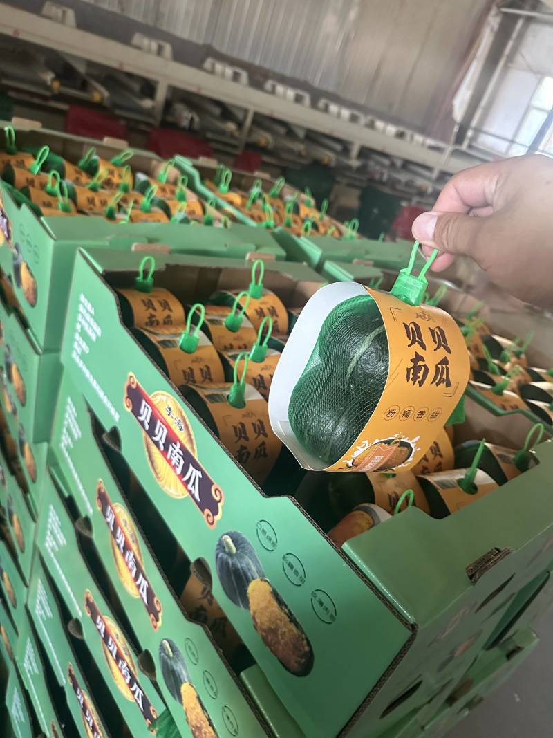 晖豪农业贝贝南瓜供应链