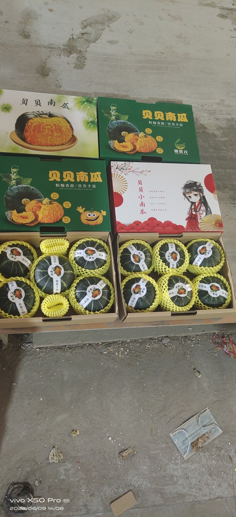 晖豪农业贝贝南瓜供应链