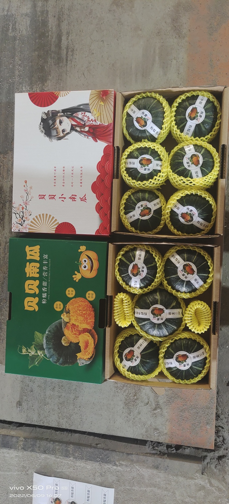 晖豪农业贝贝南瓜供应链
