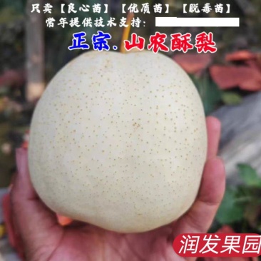 果园直发梨树苗早熟山农酥梨雪花梨秋白梨保真正品成活率