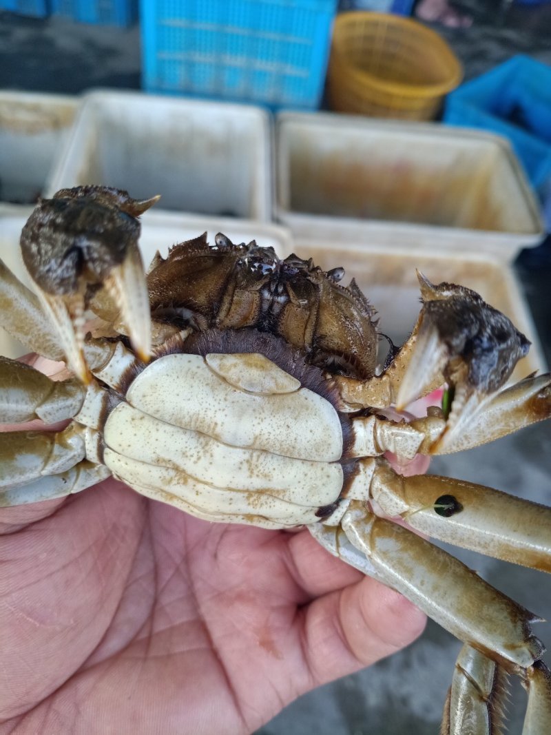 黑龙江红膏大闸蟹