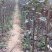 果园直发梨树苗早熟山农酥梨雪花梨秋白梨保真正品成活率