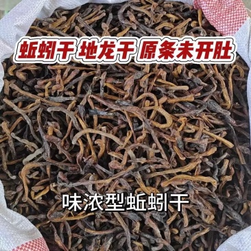 野生自然晾干蚯蚓