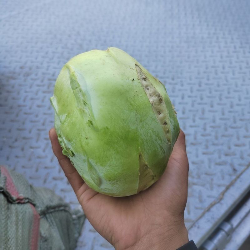 当季新鲜苤蓝菜大量上市