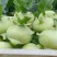 当季新鲜苤蓝菜大量上市
