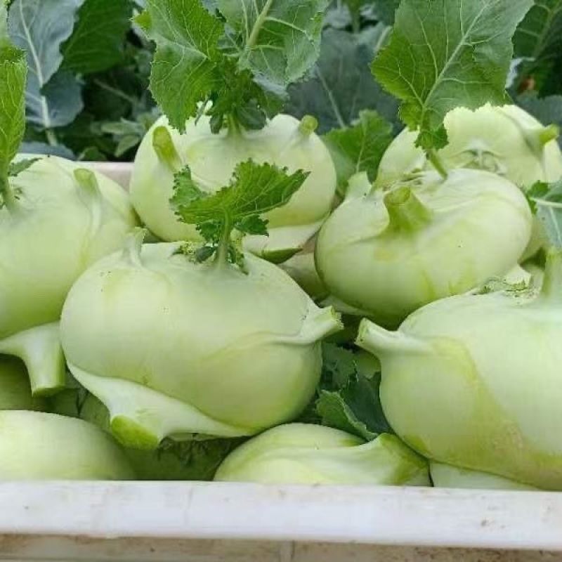 当季新鲜苤蓝菜大量上市