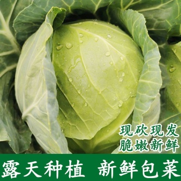 500亩自家种植甘蓝菜大量上市