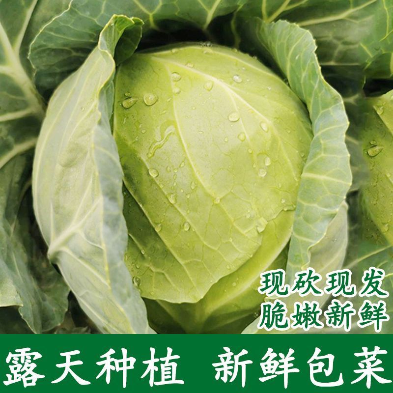 500亩自家种植甘蓝菜大量上市