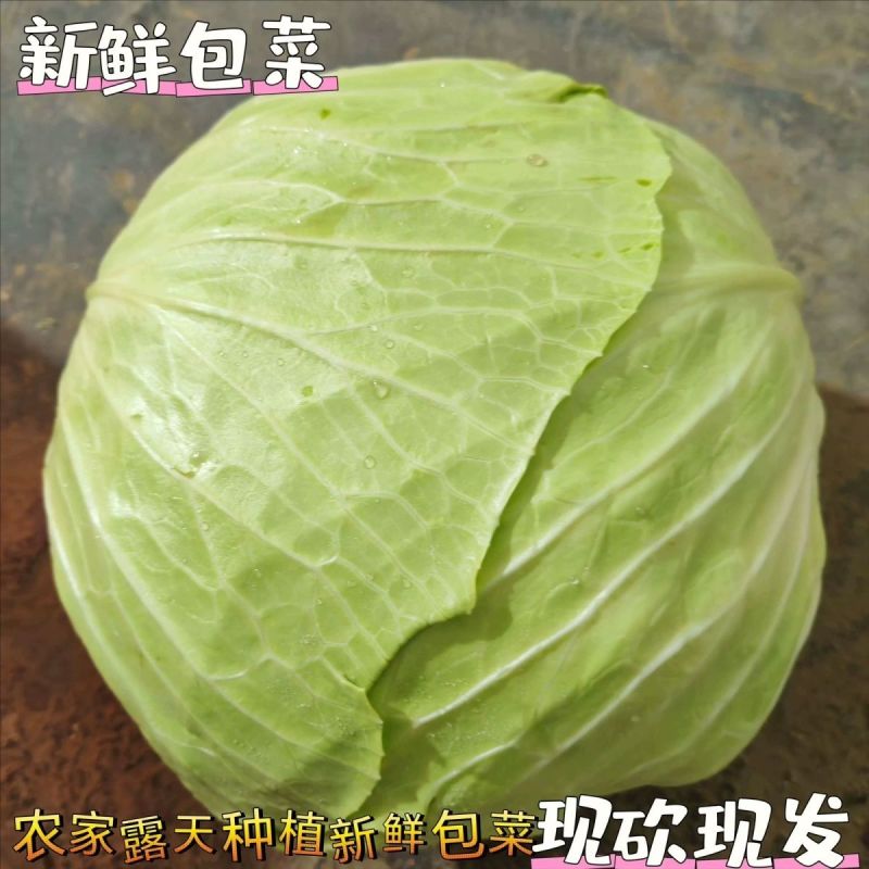 500亩自家种植甘蓝菜大量上市