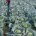500亩自家种植甘蓝菜大量上市
