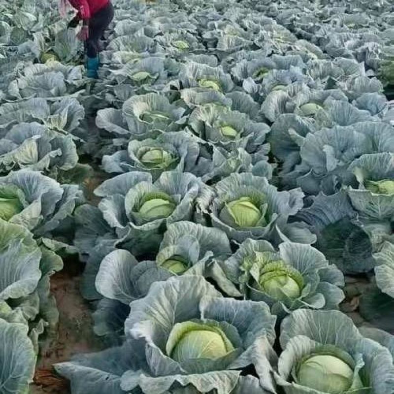 500亩自家种植甘蓝菜大量上市