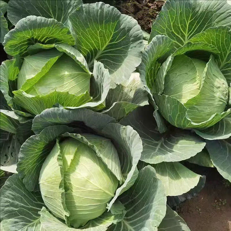 500亩自家种植甘蓝菜大量上市