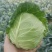 500亩自家种植甘蓝菜大量上市