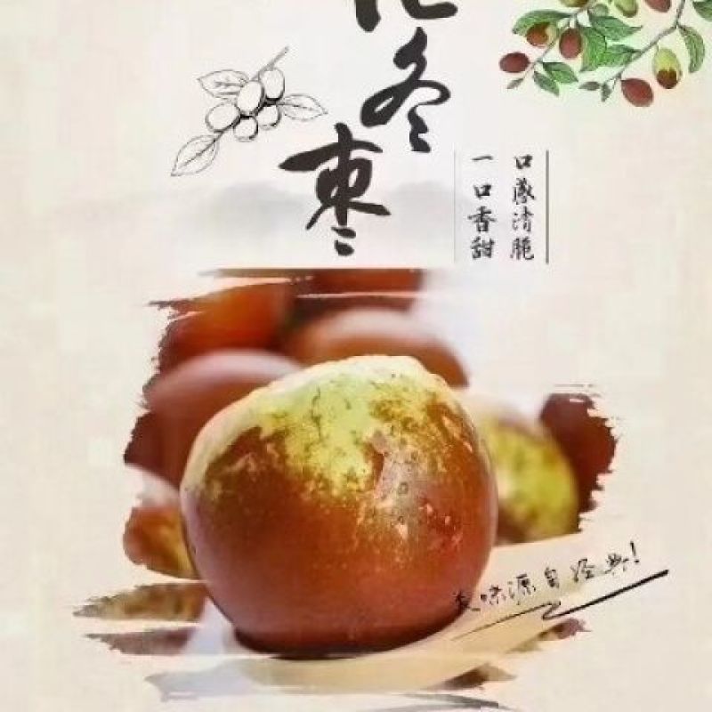 山东沾化冬枣！专业一件代发！对接各大电商平台！
