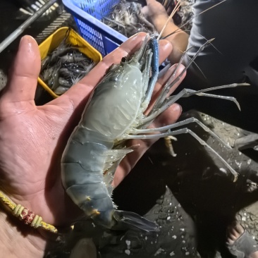 罗氏沼虾