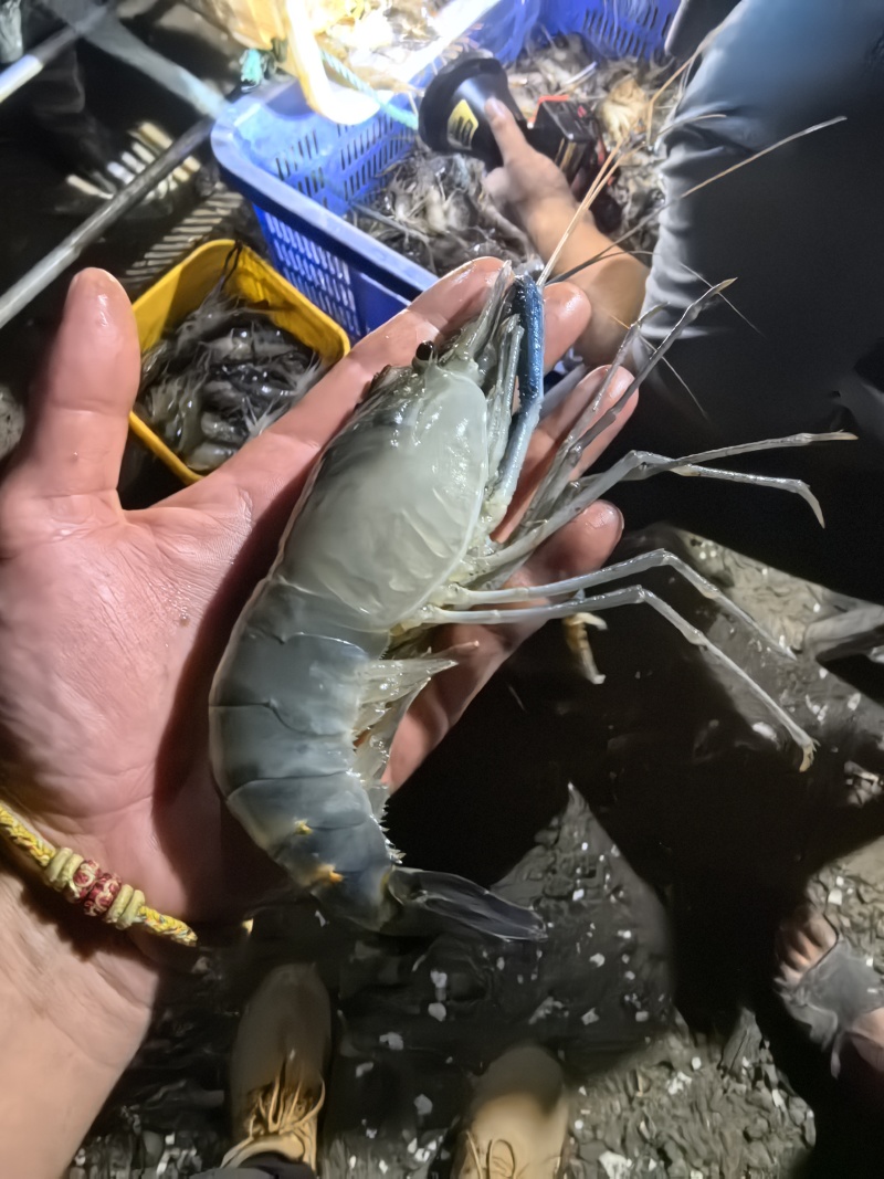 罗氏沼虾