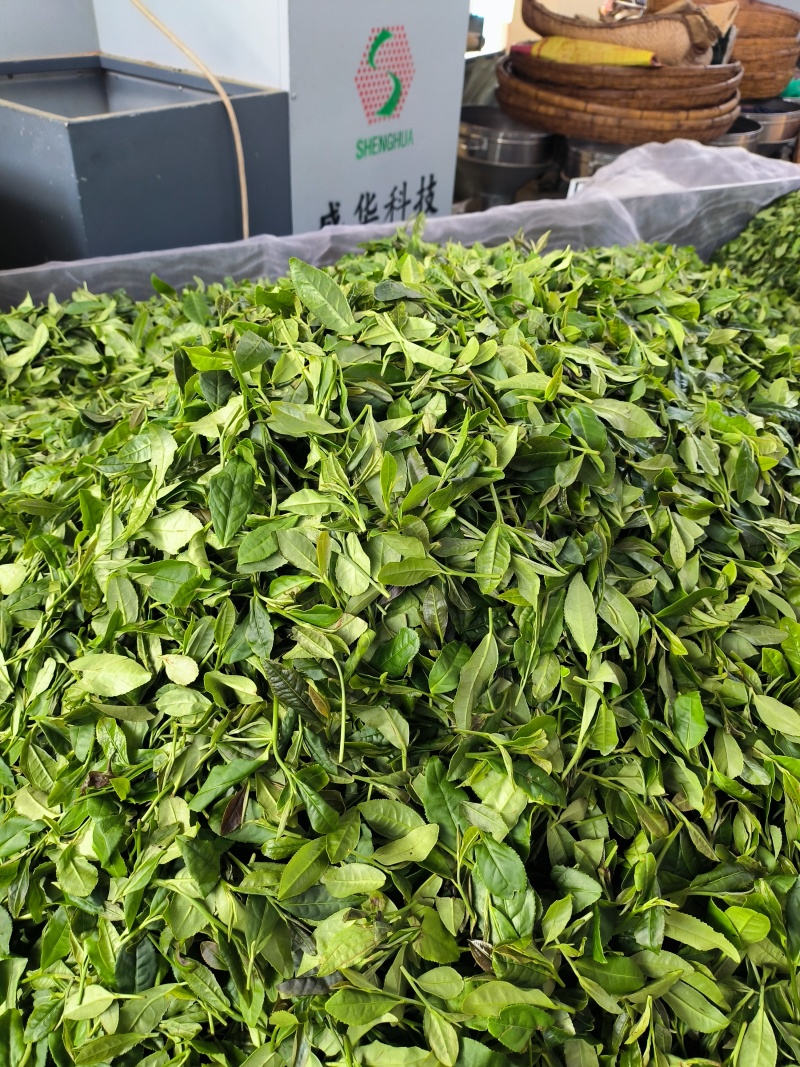 日照绿茶秋茶山东日照基地直供质量保证量大优惠全国发货