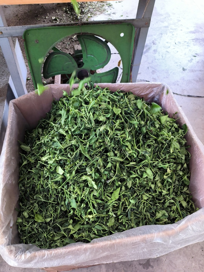 日照绿茶秋茶山东日照基地直供质量保证量大优惠全国发货