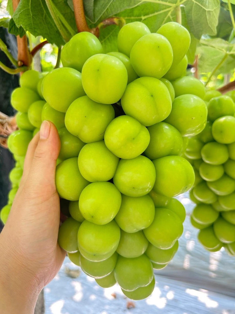 《畅销推荐》山西临猗阳光玫瑰葡萄大量上市中基地直发对接全