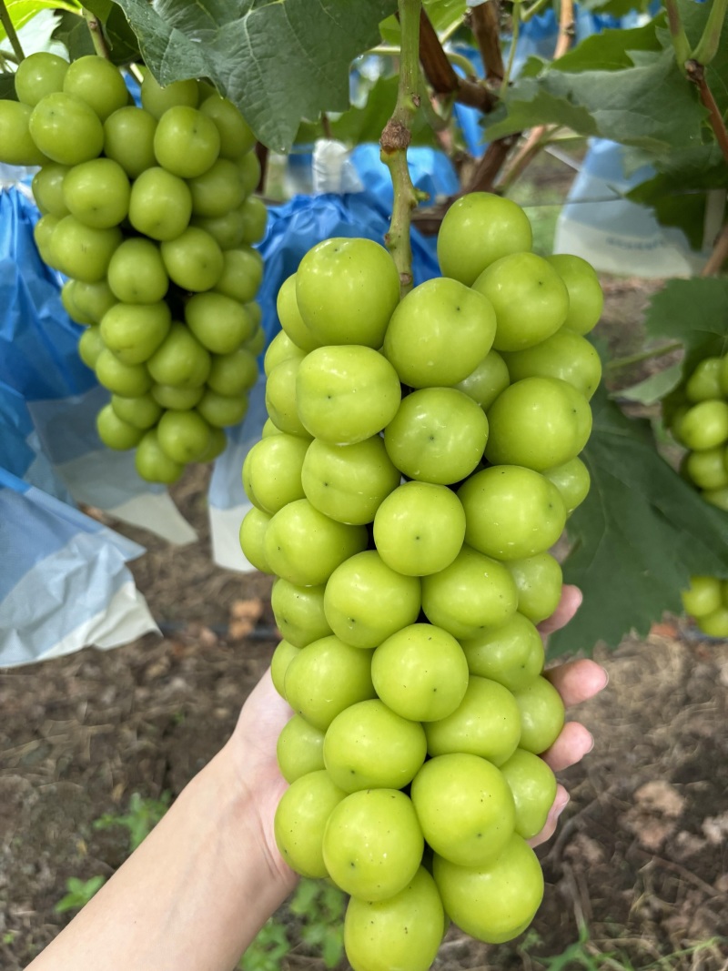 《畅销推荐》山西临猗阳光玫瑰葡萄大量上市中基地直发对接全
