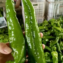 山东费县301尖椒大量上市/精品301椒产地直发对接全国
