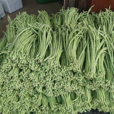《畅销推荐》白条豆角广西基地直发对接全国量大从优
