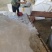 《畅销推荐》白条豆角广西基地直发对接全国量大从优