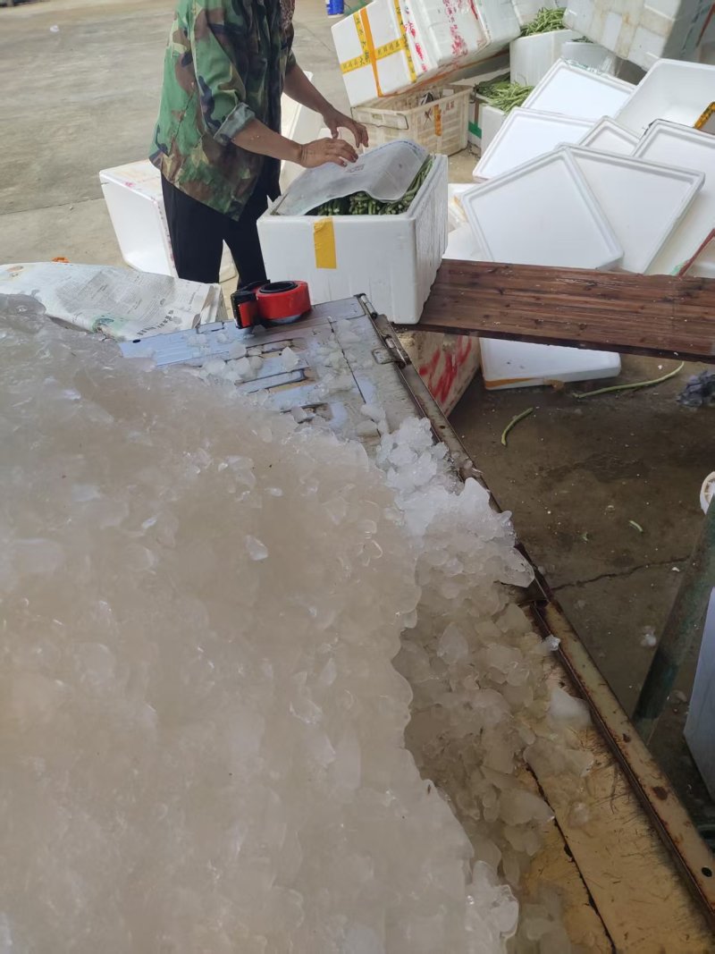 《畅销推荐》白条豆角广西基地直发对接全国量大从优