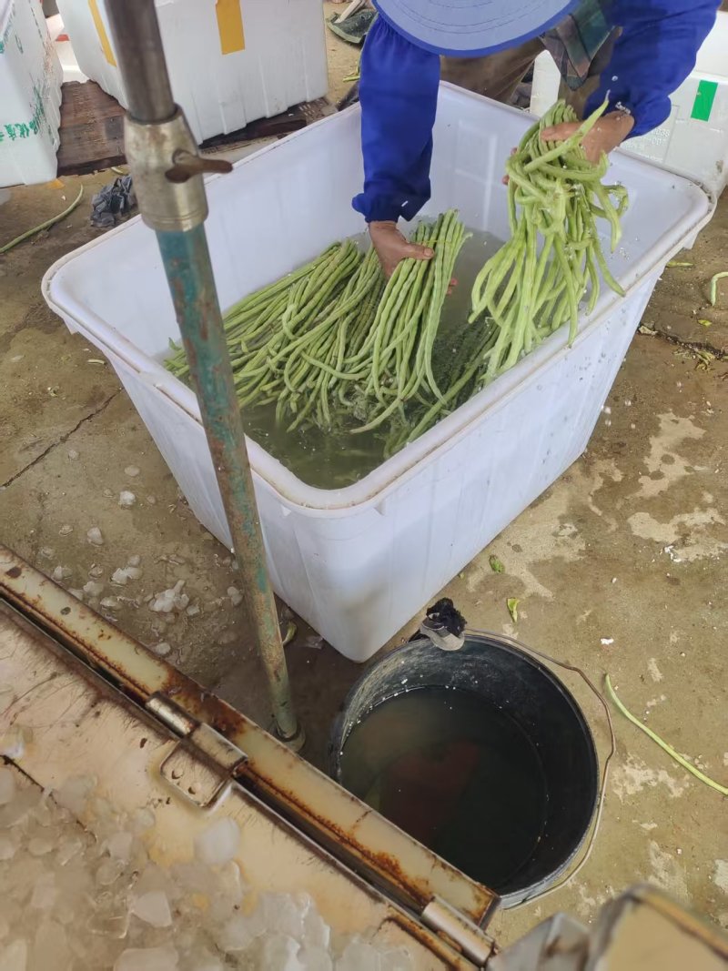 《畅销推荐》白条豆角广西基地直发对接全国量大从优