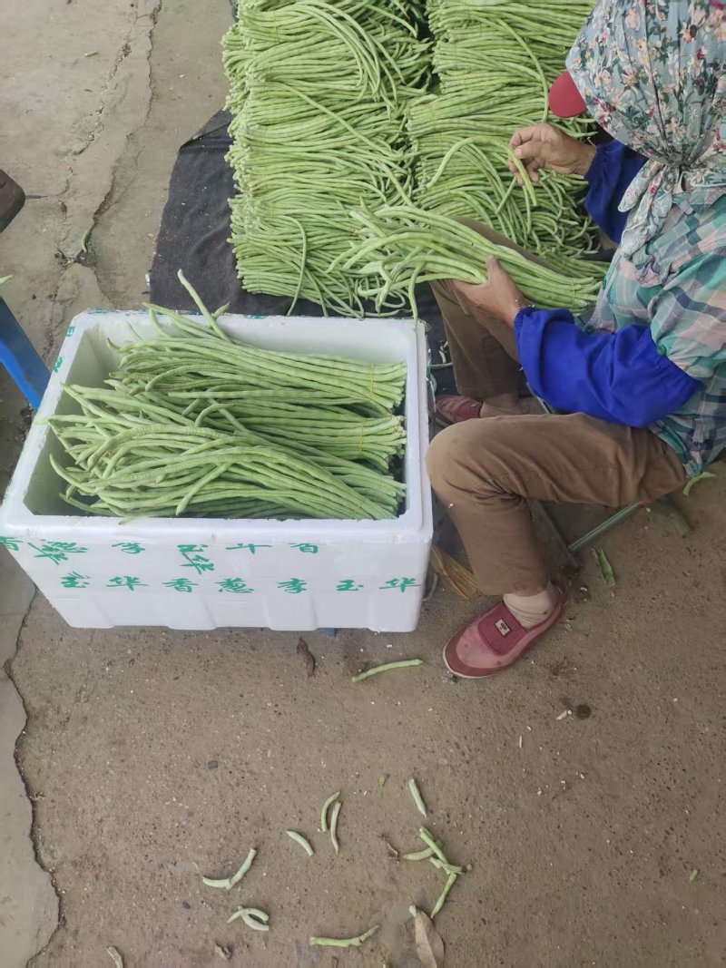 《畅销推荐》白条豆角广西基地直发对接全国量大从优