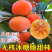 果园直发柿子树苗太秋阳丰甜脆柿自然脱涩现摘现吃包品种