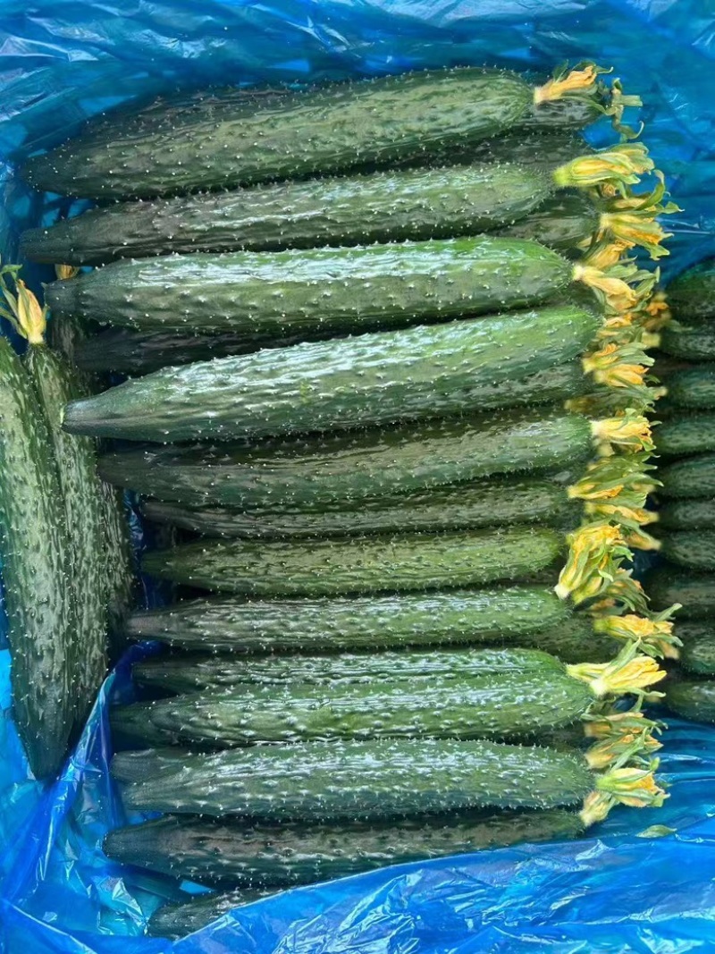 精品黄瓜山东黄瓜密刺黄瓜大量上市一手货源