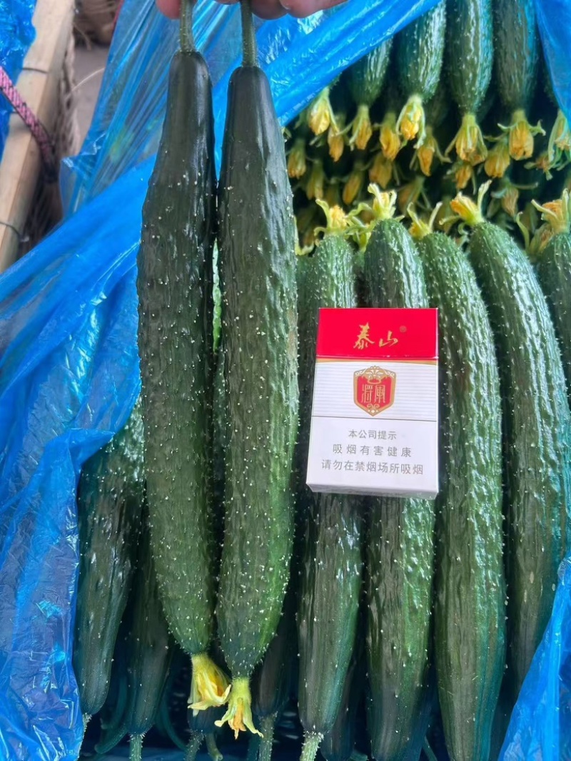 精品黄瓜山东黄瓜密刺黄瓜大量上市一手货源